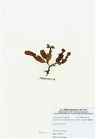 藏品(脈膜藻)的圖片